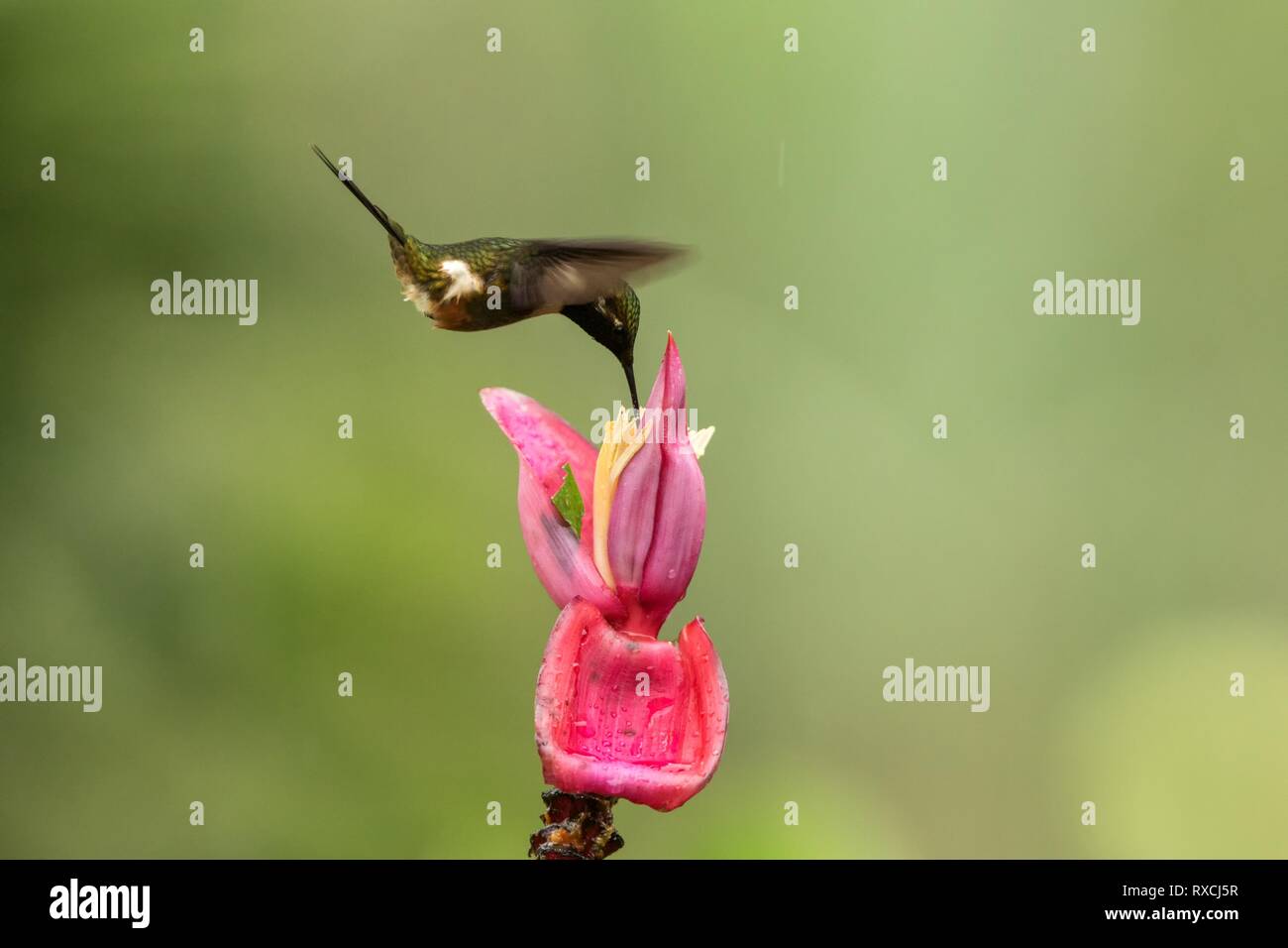 Purple-throated woodstar passando accanto al fiore rosa,la foresta tropicale, Colombia, bird succhiare il nettare dal fiore in giardino,bellissima hummingbird con Foto Stock