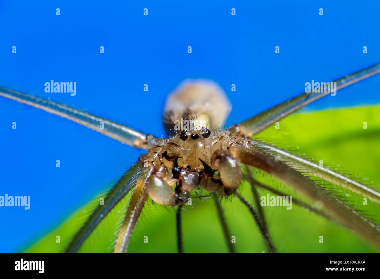 Spider foto macro, pholcus phalangioides sul verde e Sfondo blu Foto Stock