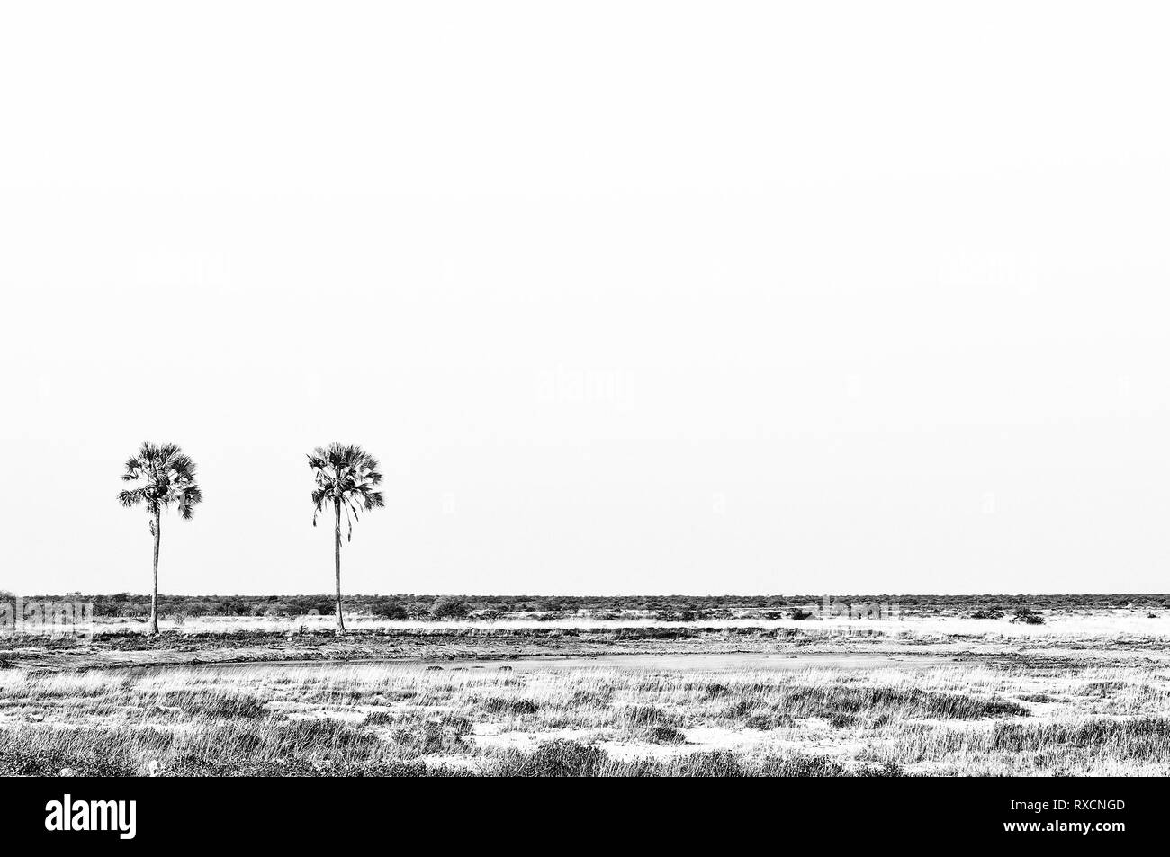 Le Due Palme waterhole a Fischers Pan in Namibia settentrionale. Due makalani palme dare il waterhole il suo nome. Monocromatico Foto Stock