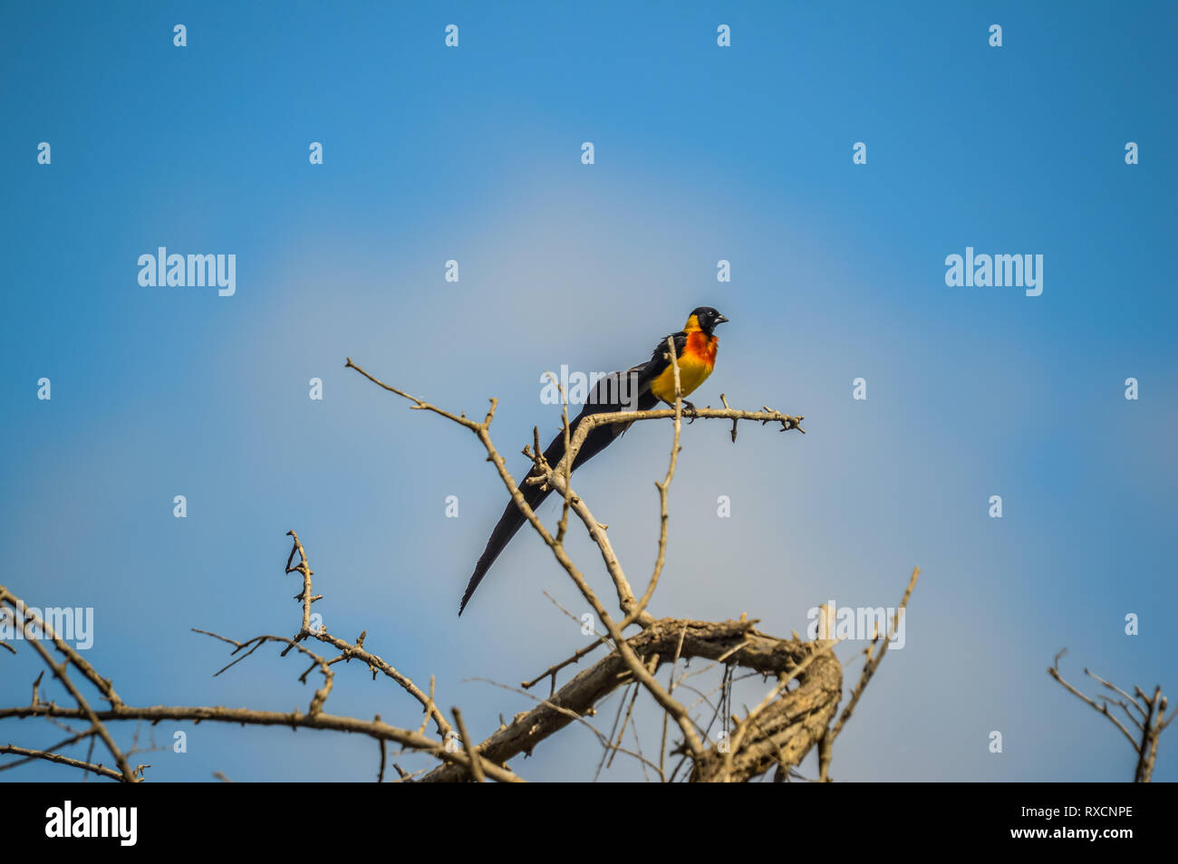 Lunga coda di vedova uccello appollaiato su un albero in una riserva naturale in Sud Africa Foto Stock