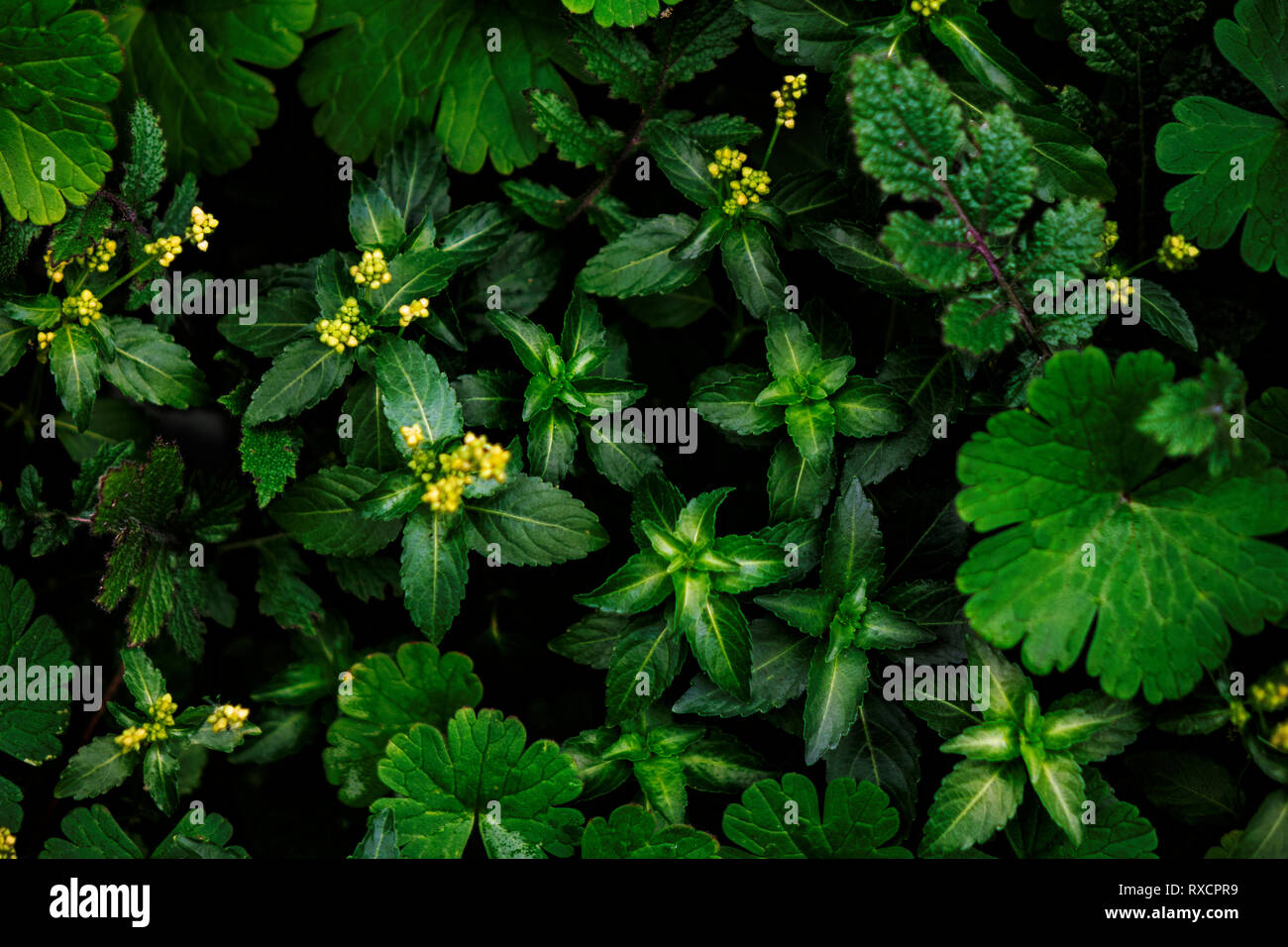 Layout creativo fatto di foglie verdi. Lay piatto. Sullo sfondo della natura Foto Stock