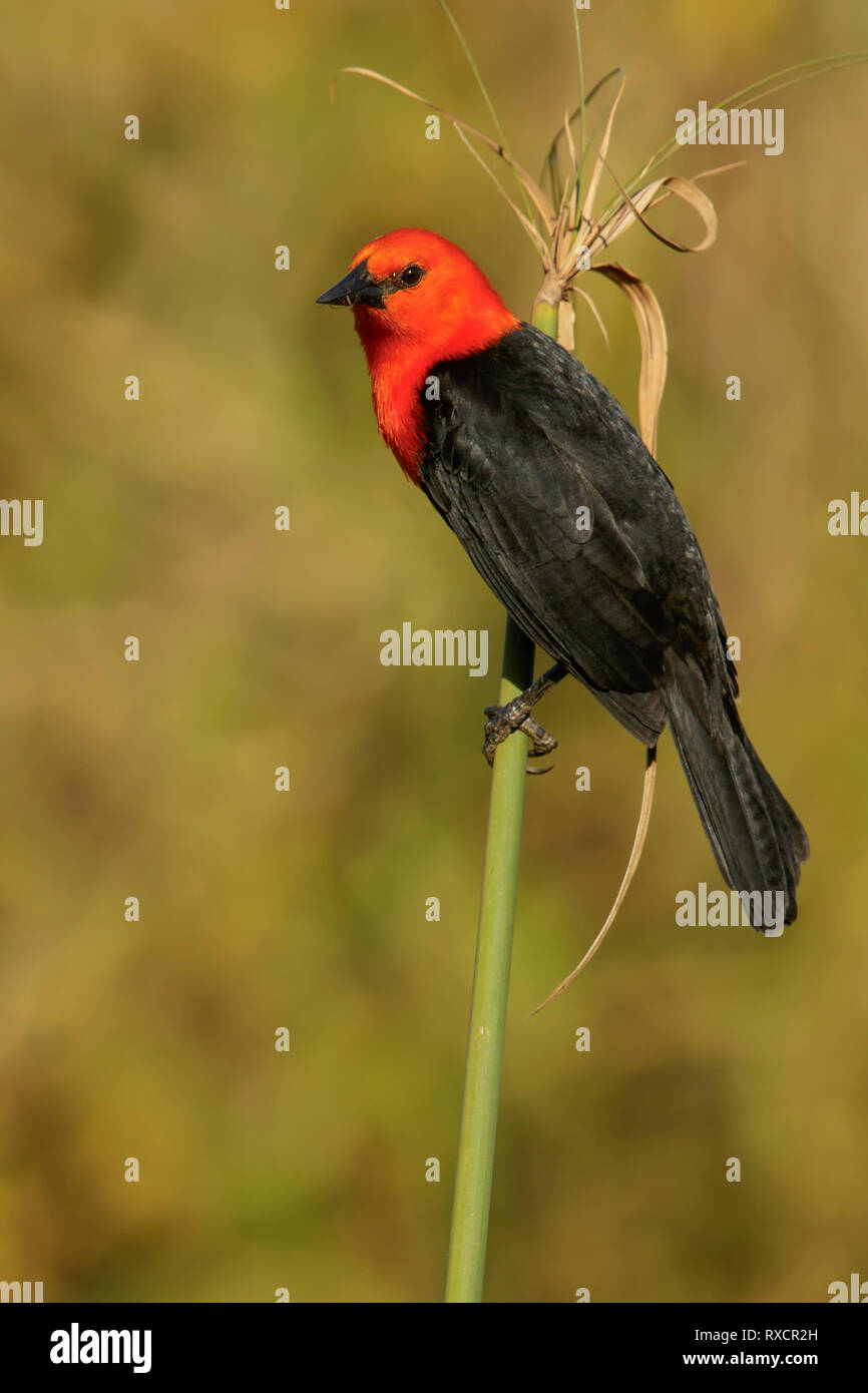 Scarlet-guidato Blackbird (Amblyramphus holosericeus) nella regione Pantalal del Brasile. Foto Stock