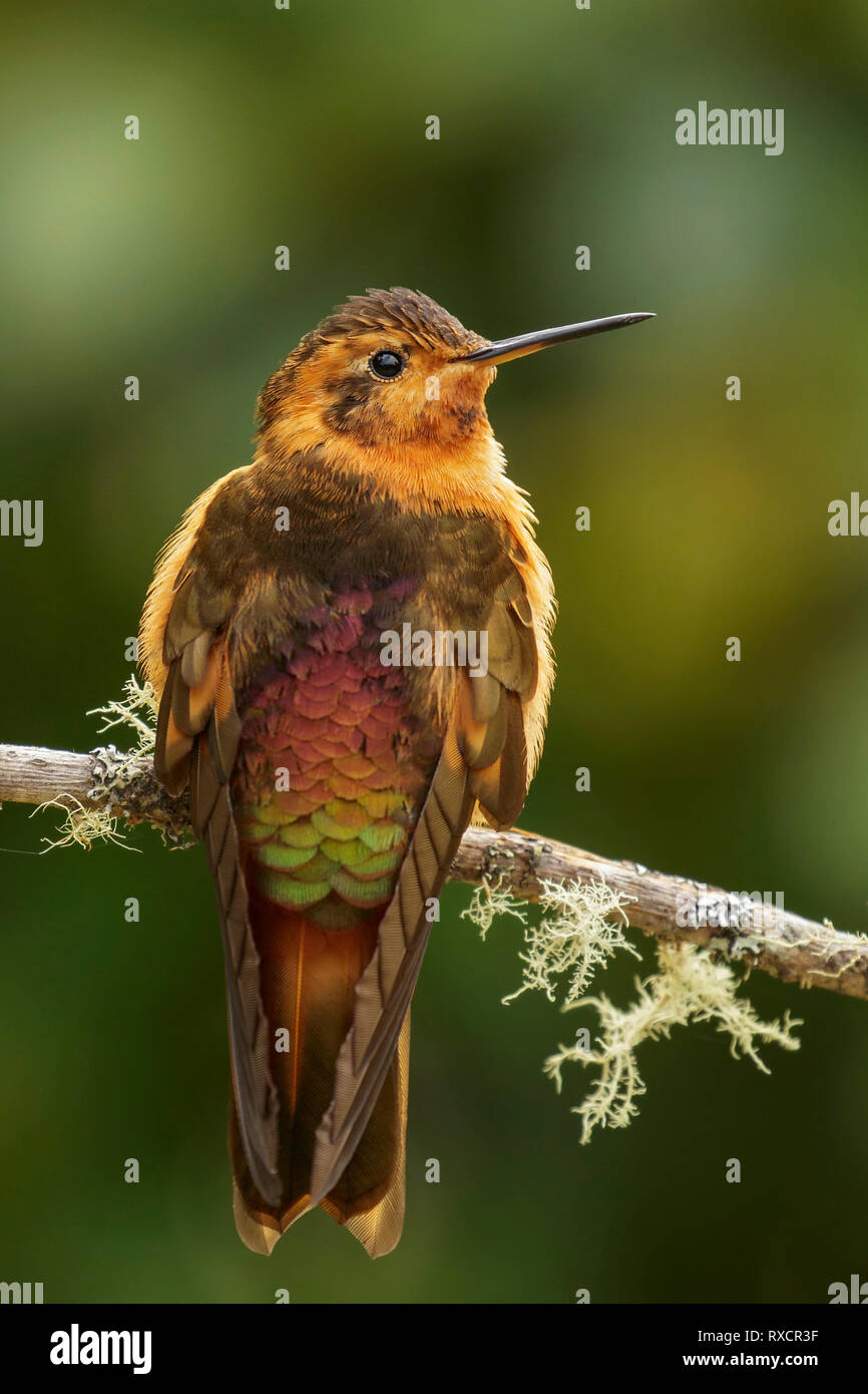 Shining Sunbeam (Aglaeactis cupripennis) appollaiato su un ramo nelle montagne delle Ande della Colombia. Foto Stock