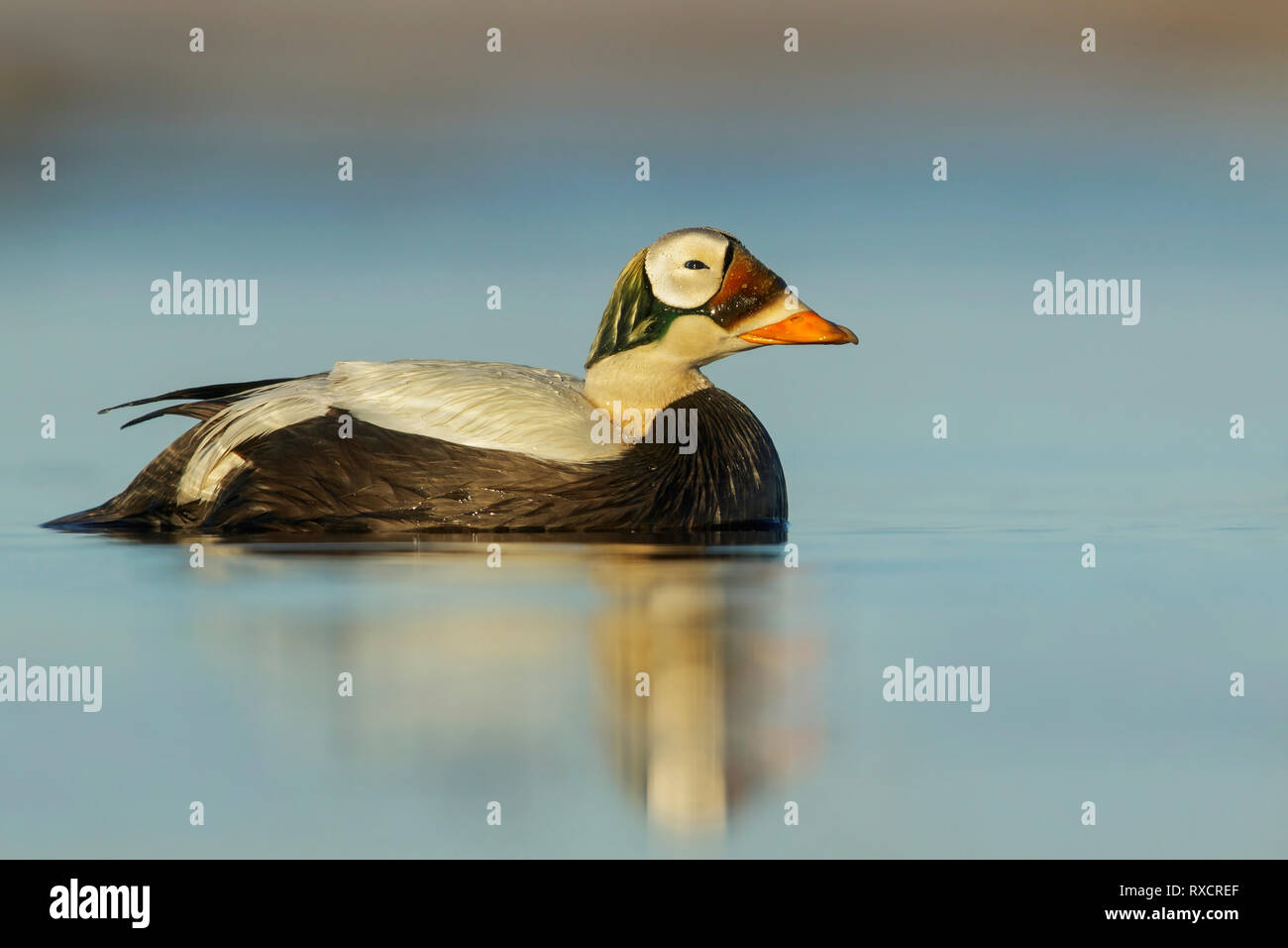 Spectacled Eider (Somateria fischeri) alimentazione su un piccolo stagno sulla tundra nel nord dell'Alaska. Foto Stock