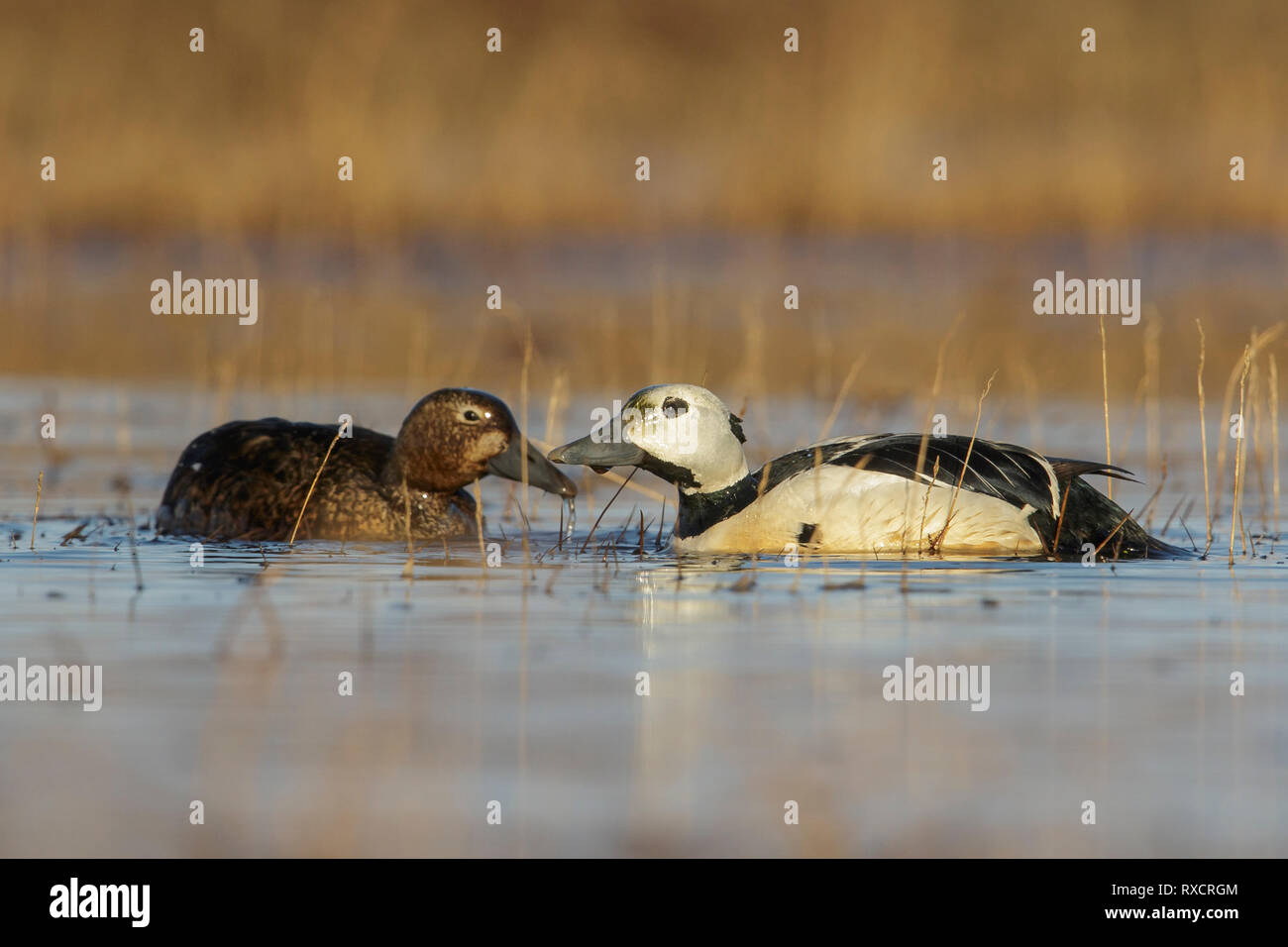 Steller's Eider (Polysticta stelleri) alimentazione su un piccolo stagno sulla tundra nel nord dell'Alaska. Foto Stock