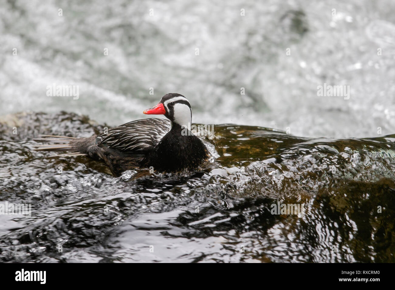 Torrent anatra (Merganetta armata) alimentazione lungo un impetuoso ruscello di montagna in Cile. Foto Stock