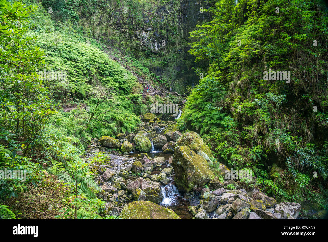 Vegetazione und Bach am Wanderweg der Levada do Caldeirao Verde, Queimadas parco forestale, Madeira, Portogallo, Europa | vegetazione e piccolo fiume a th Foto Stock