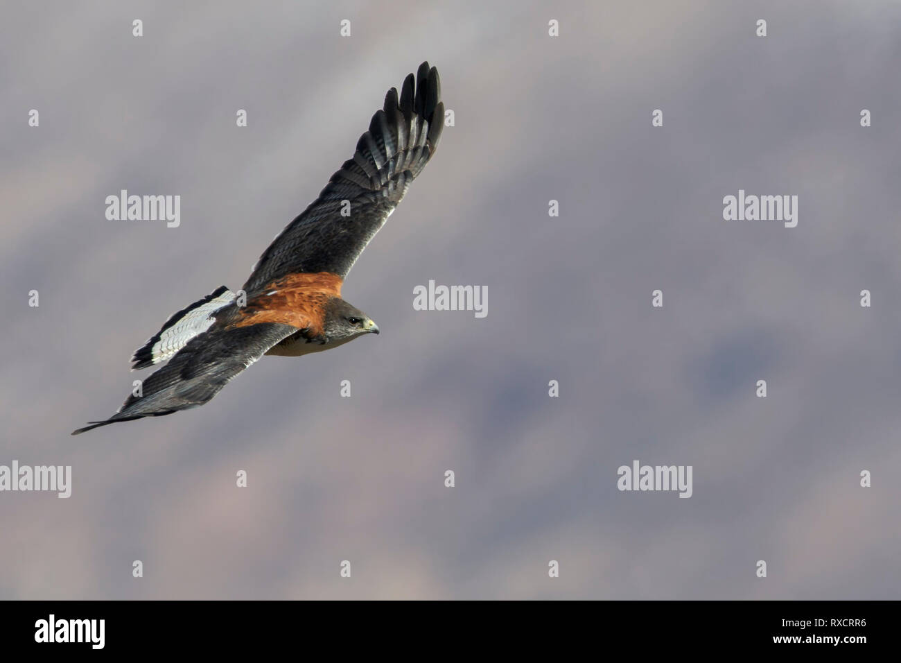 Falco variabile (Buteo polyosoma) battenti in Cile. Foto Stock