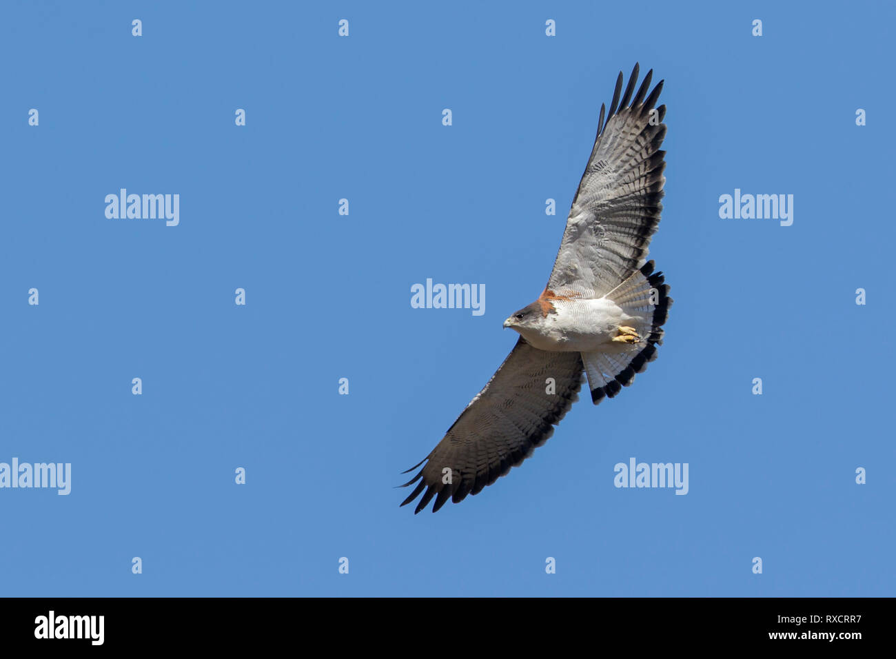 Falco variabile (Buteo polyosoma) battenti in Cile. Foto Stock