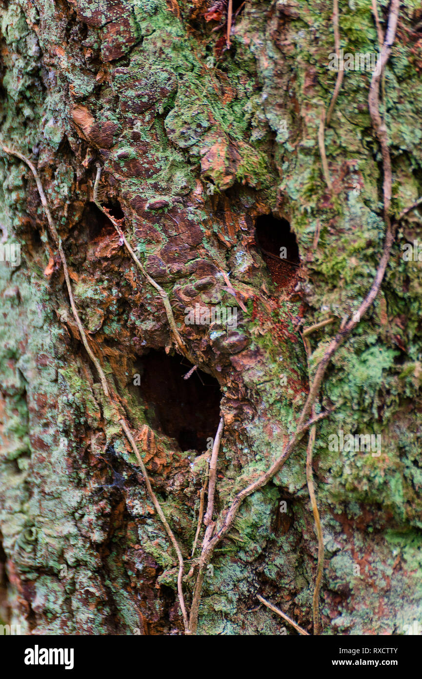 Tre fori nel lato di albero di foresta realizzato da uccelli assomiglia a una faccia spaventata con vitigni crescente intorno ad esso. Foto Stock