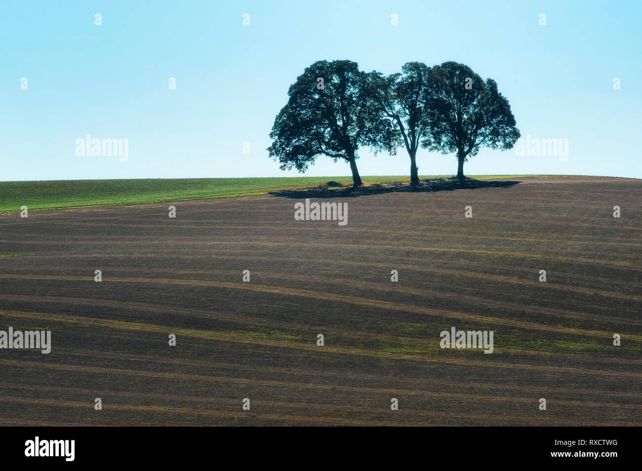 Tre alberi stare sulla cima di una collina campo agricolo sotto i cieli blu. Foto Stock