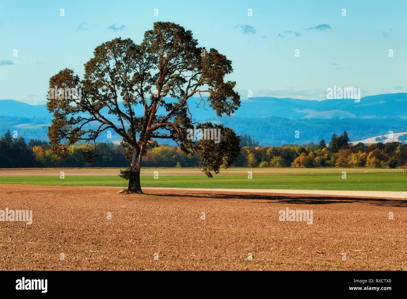 Un White Oak tree getta un ombra attraverso un campo di agricoltura. Oregon coastal mountain range è visto in background Foto Stock