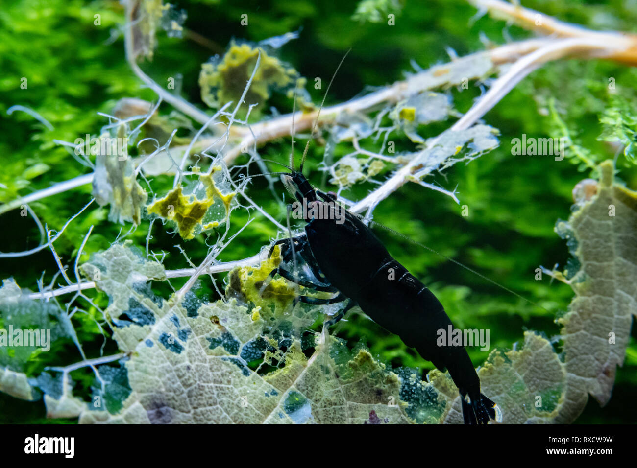 Caridina gamberetti in acquario Foto Stock