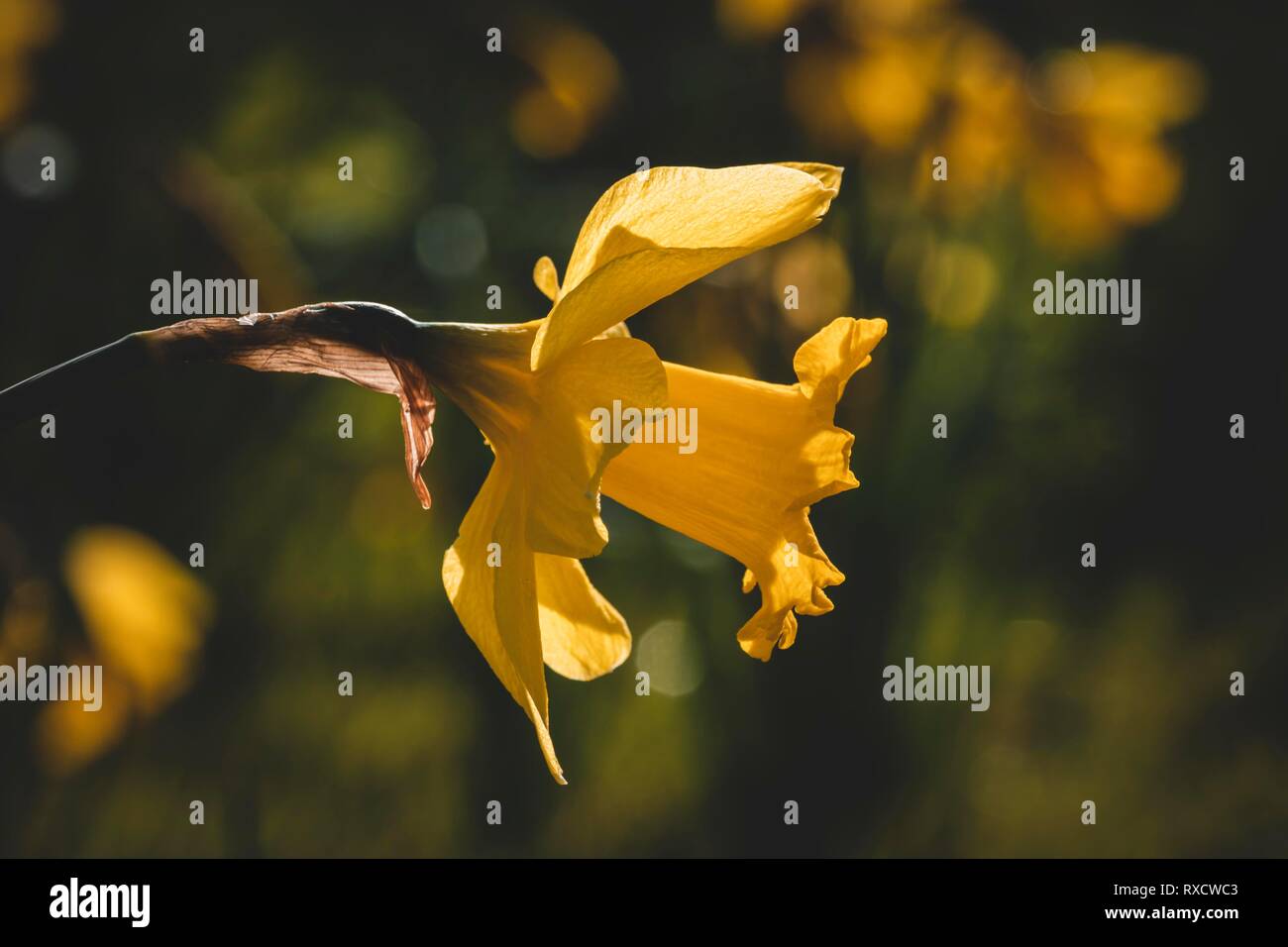 Daffodil al sole con sfondo sfocato Foto Stock