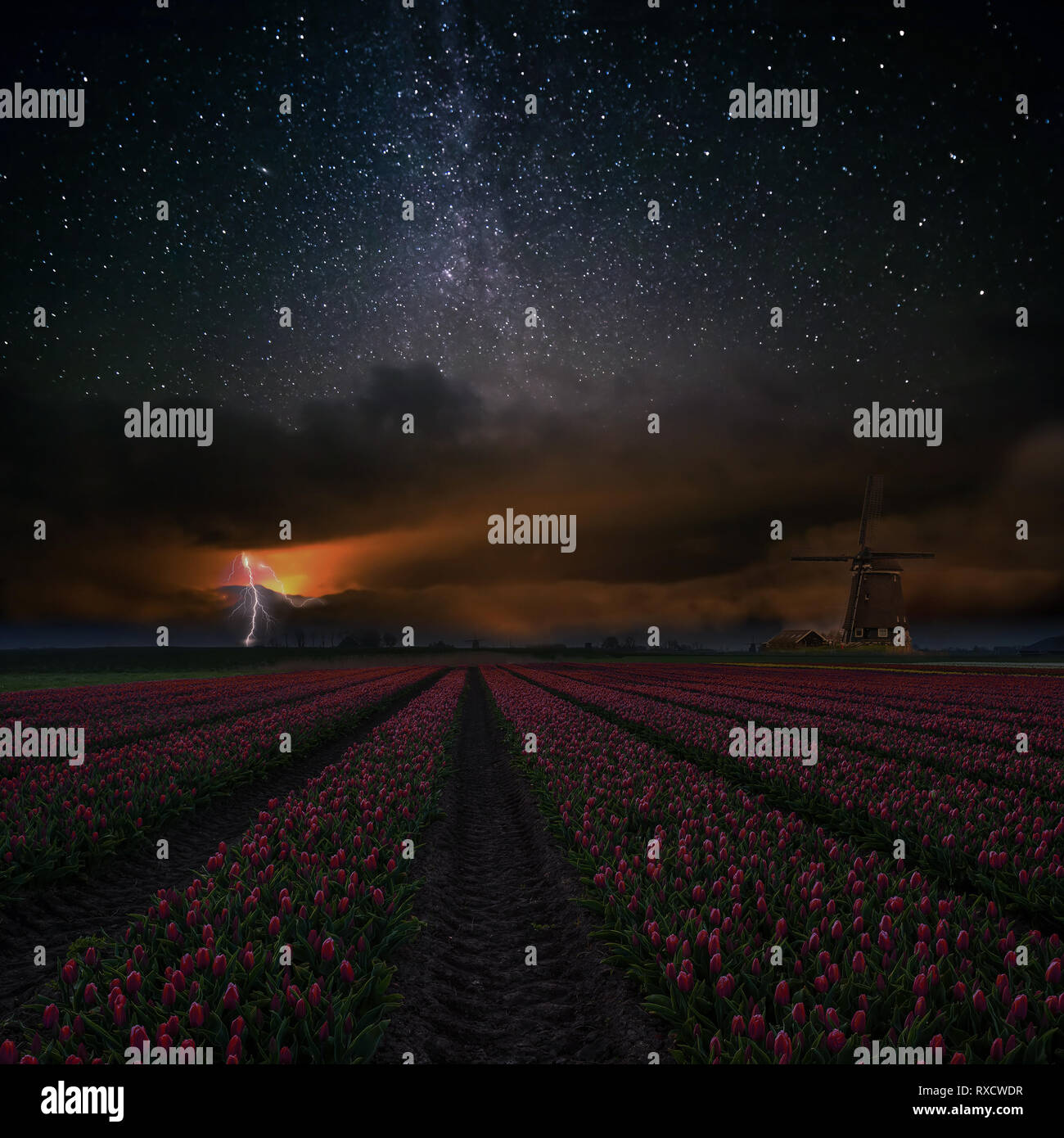Paesaggio notturno con campo di tulipani rossi, mulino a vento e un fulmine nel cielo. Stelle luminose in Olanda cieli Foto Stock