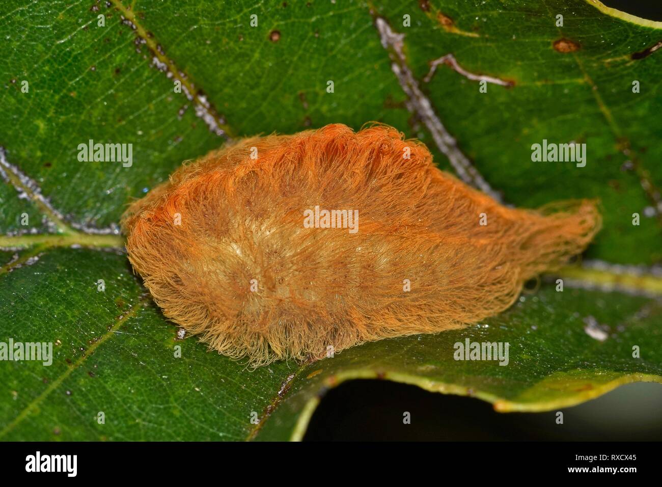 Una pelliccia di flanella Moth caterpillar su una foglia. Questi bruchi hanno spine nascosta sotto i loro capelli e provoca grande dolore e fastidio quando colpito Foto Stock