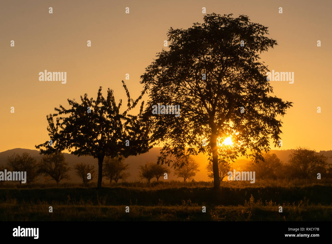 Bel tramonto in campagna in estate. Impostazione di Sun verso il basso che brilla attraverso gli alberi in un frutteto, Alsazia, Francia. Foto Stock