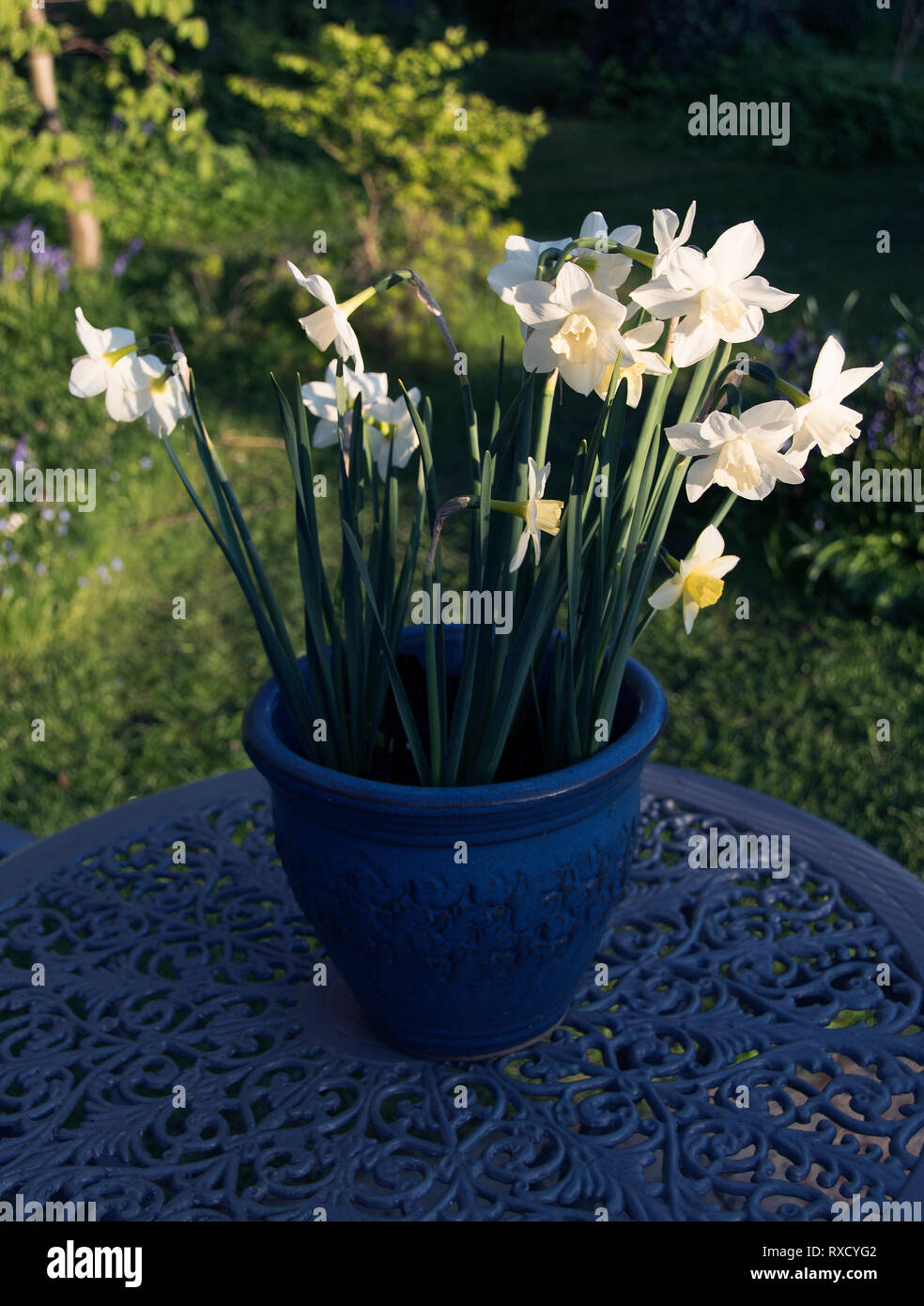 Narciso 'Pueblo' narciso alla luce della sera Foto Stock