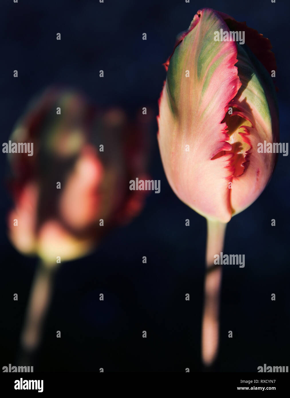 Parrot tulip in bud nel tardo pomeriggio di sole Foto Stock