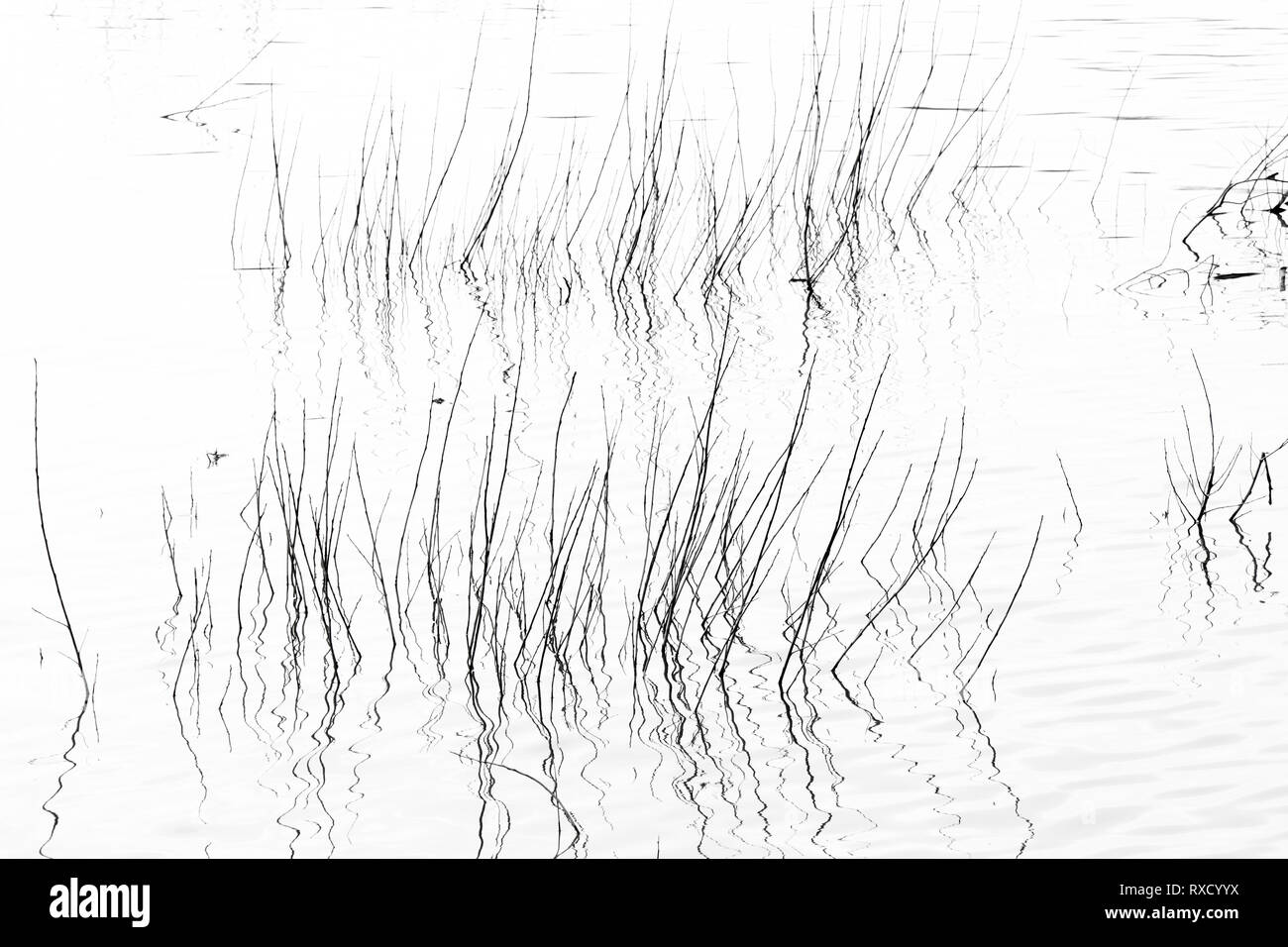 Erba secca nel fiume silhouette, dettaglio di reed nello stagno in alto contrasto bianco e nero Foto Stock