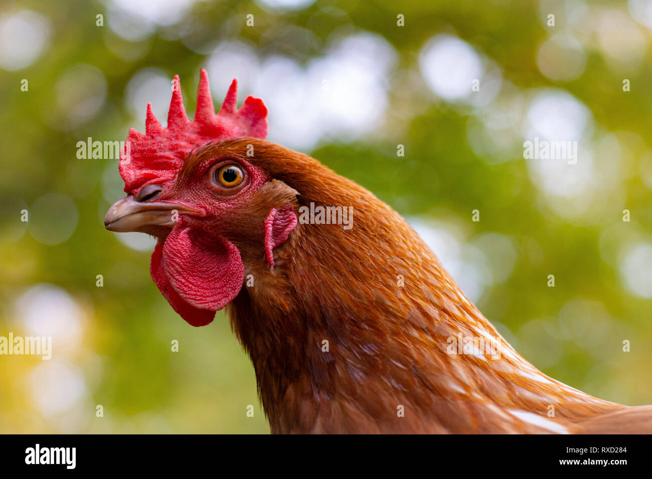 Colpo alla testa di un pollo marrone su un bel bokeh sfondo verde Foto Stock