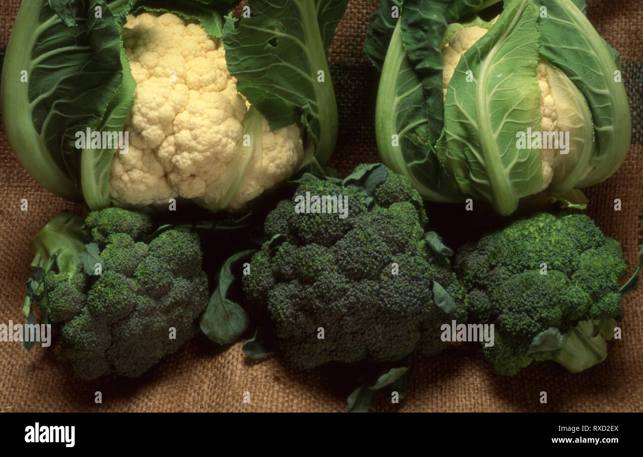 BROCCOLI E CAVOLFIORI APPENA RACCOLTI SU HESIAN. Foto Stock