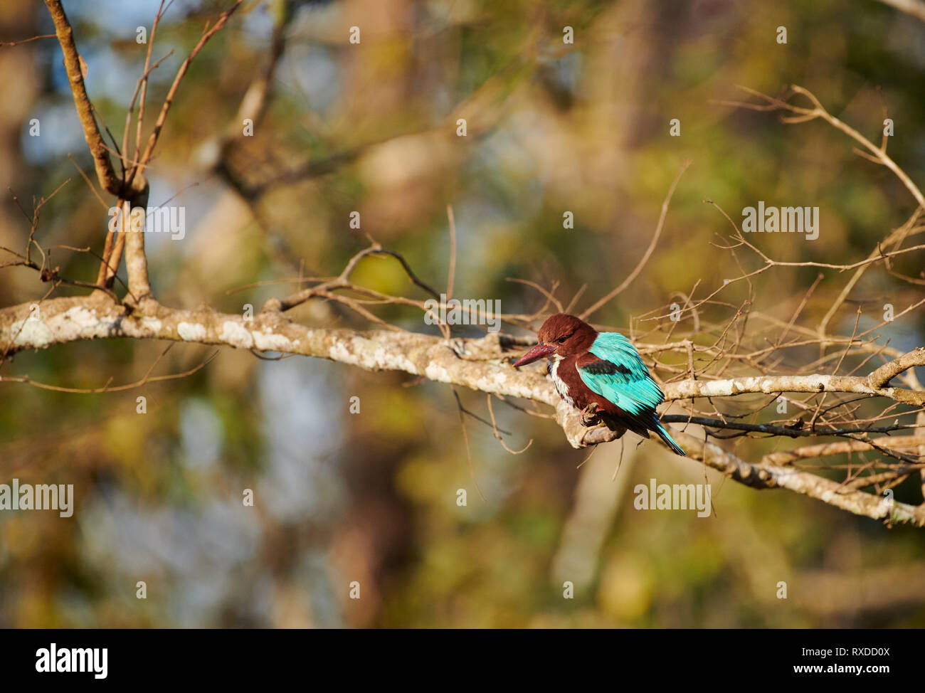 Bianco-throated Kingfisher, Halcyon smyrnensis, Kabini, Nagarhole Riserva della Tigre, Karnataka, India Foto Stock