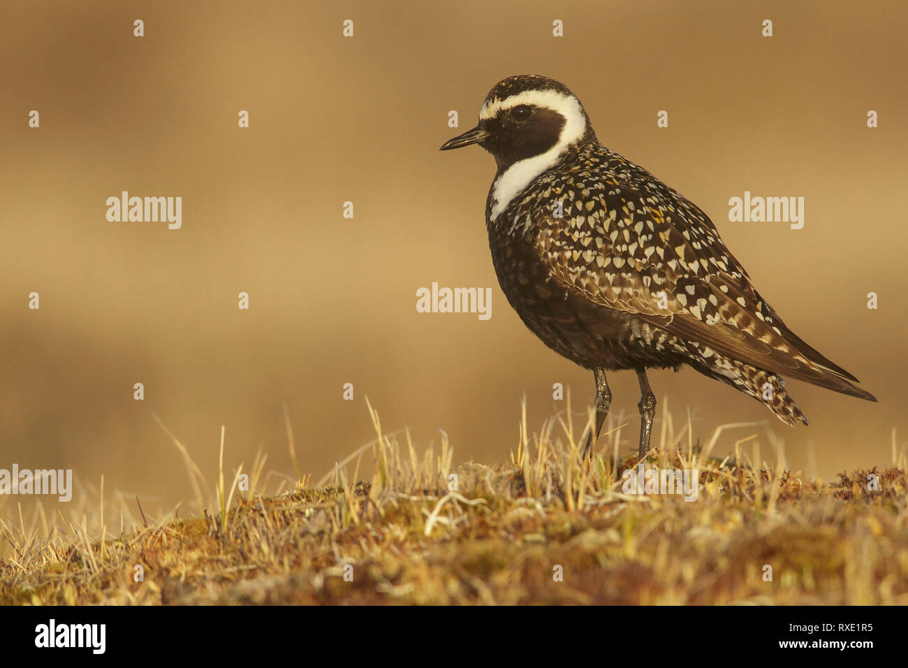 American Golden-Plover (Pluvialis dominica) alimentazione sulla tundra nel nord dell'Alaska. Foto Stock
