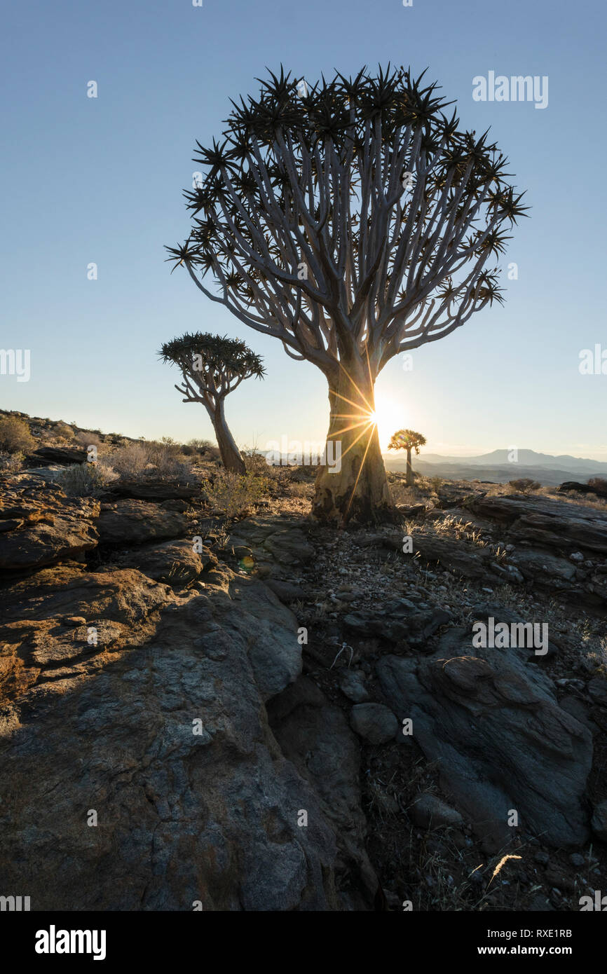 Un fremito albero o Kocurboom su una collina in Namibia. Foto Stock