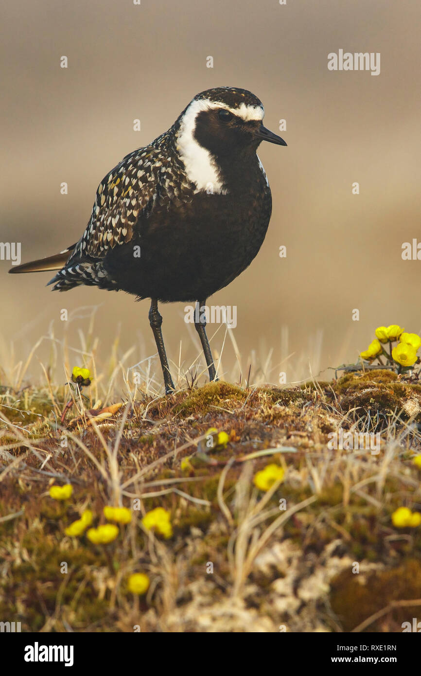American Golden-Plover (Pluvialis dominica) alimentazione sulla tundra nel nord dell'Alaska. Foto Stock