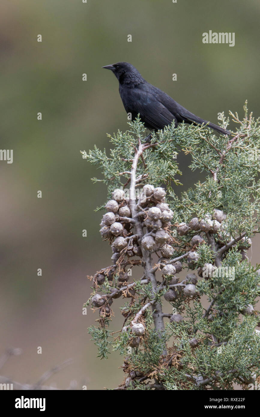 Austral Blackbird (Curaeus curaeus) appollaiato su un ramo in Cile. Foto Stock