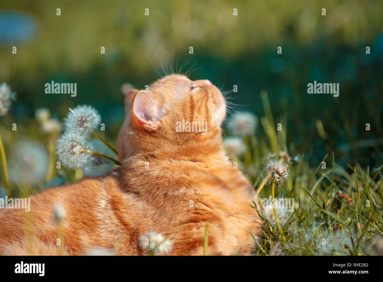 Ritratto di un piccolo cucciolo rosso giacenti su un campo di tarassaco. Il gatto gode di primavera Foto Stock