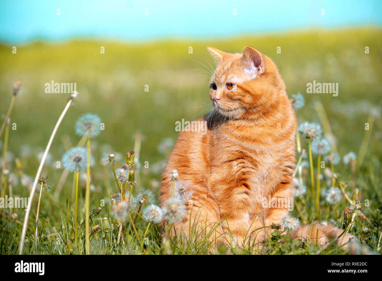 Ritratto di un piccolo cucciolo rosso giacenti su un campo di tarassaco. Il gatto gode di primavera Foto Stock