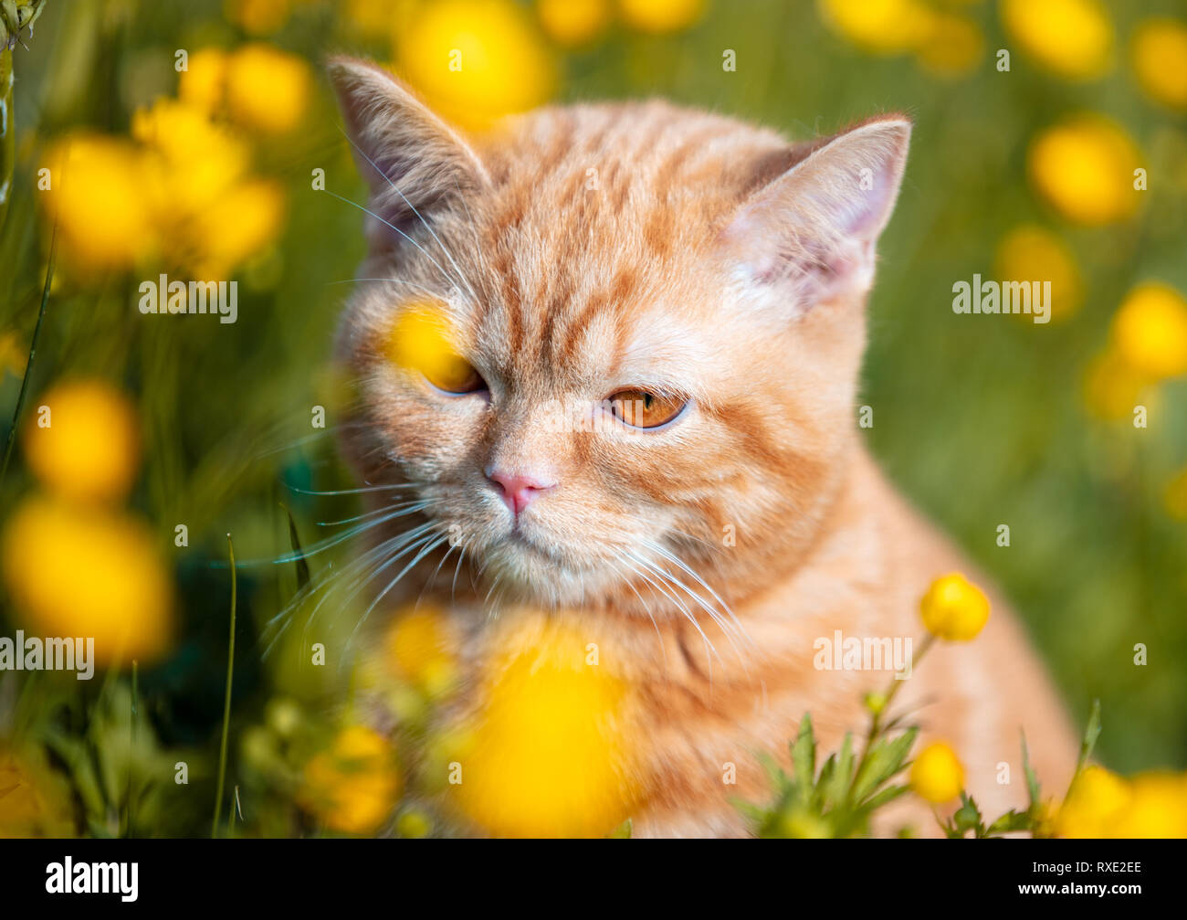 Ritratto di un piccolo cucciolo rosso sul Ranunculus Campo dei Fiori. Cat godendo la molla Foto Stock