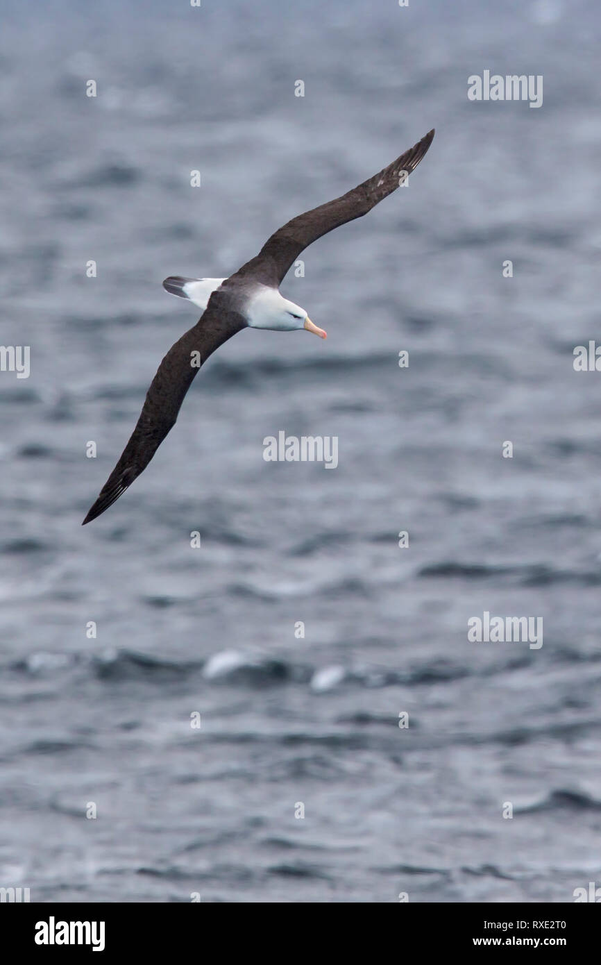 Nero-browed Albatross (Thalassarche melanophris) battenti in Patagonia regione del Cile. Foto Stock