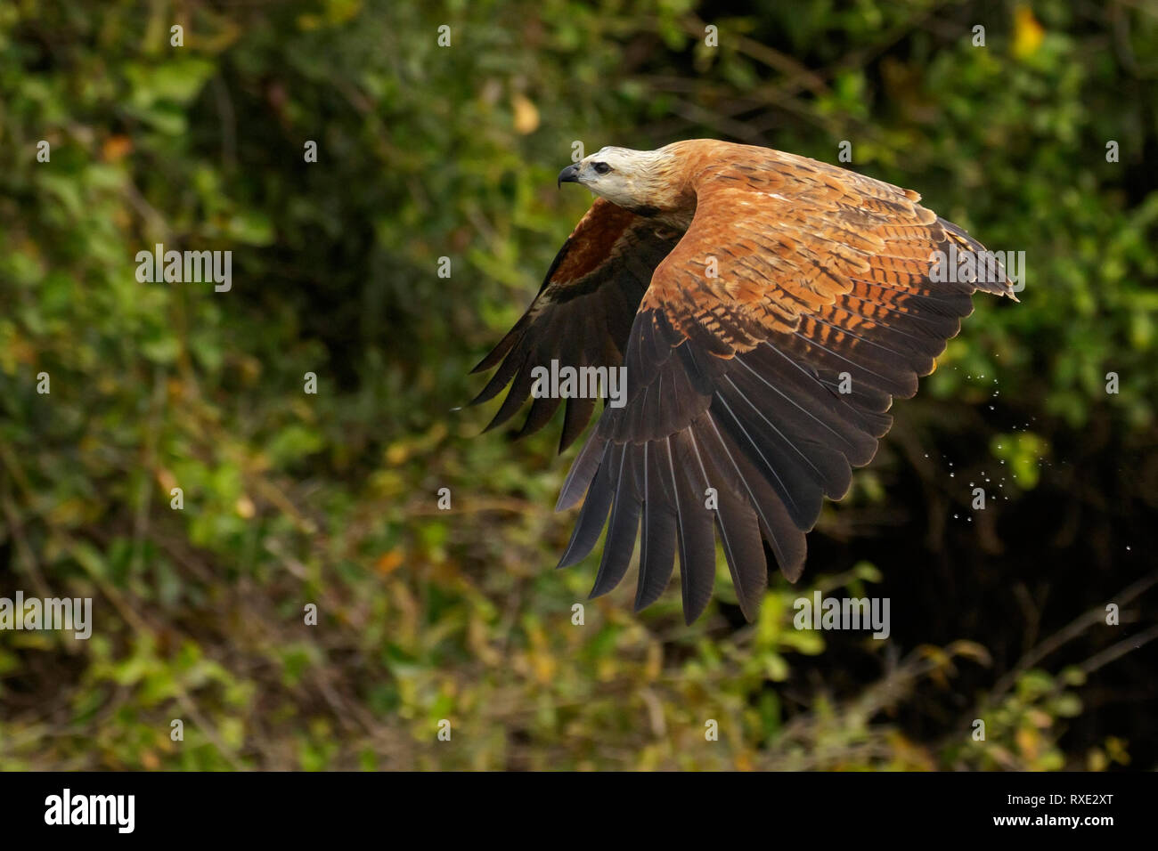 Black Hawk a collare (Busarellus nigricollis) nella regione Pantalal del Brasile. Foto Stock