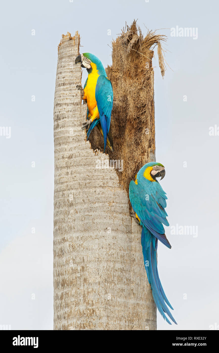 Blu-giallo Macaw (Ara ararauna) nella regione Pantalal del Brasile. Foto Stock