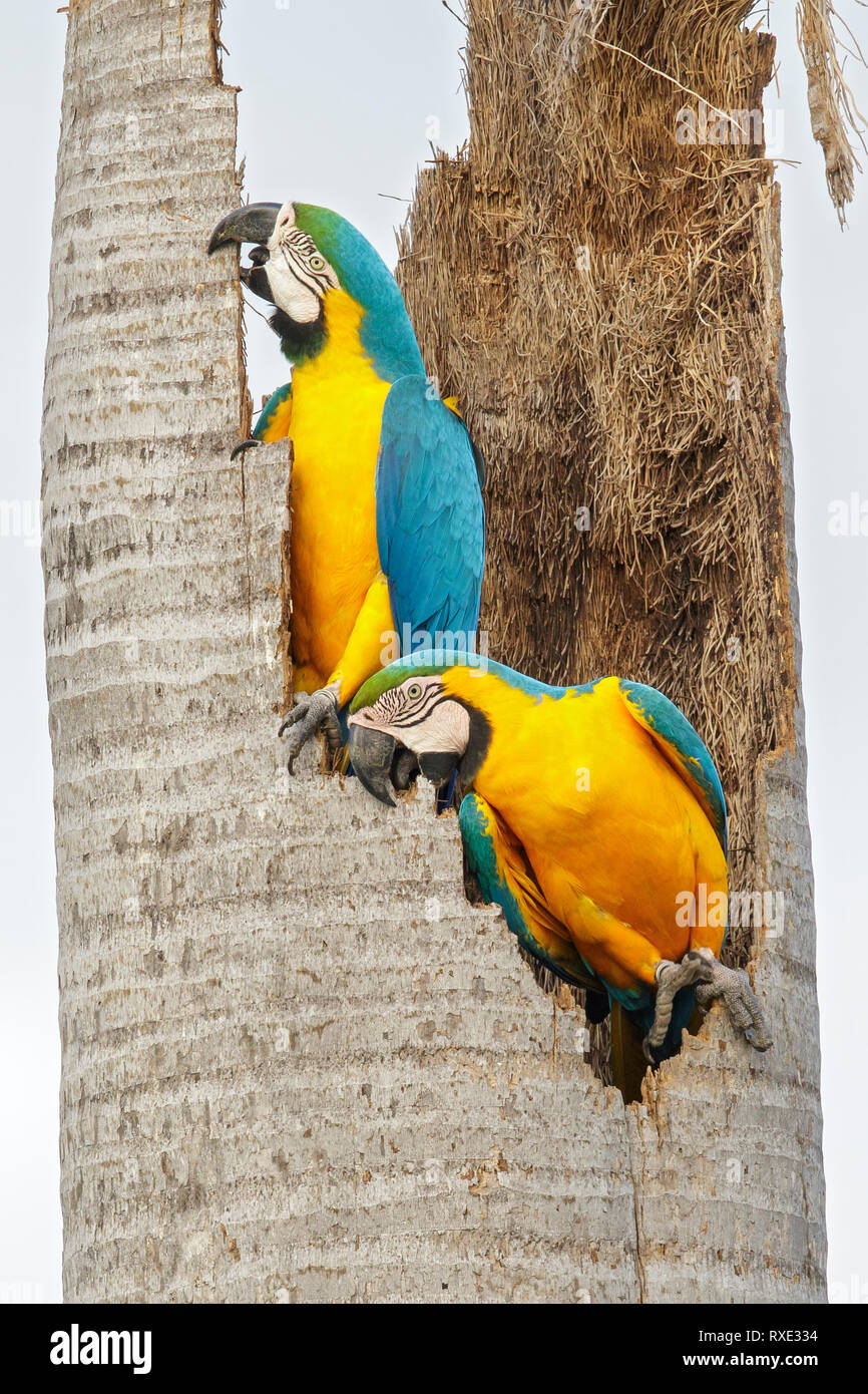 Blu-giallo Macaw (Ara ararauna) nella regione Pantalal del Brasile. Foto Stock