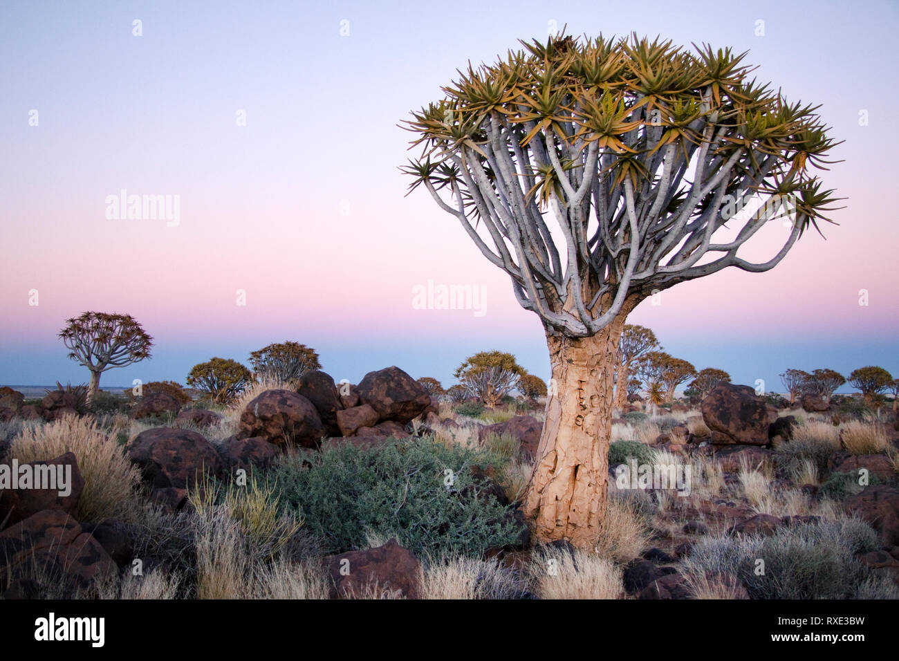 Faretra albero nella foresta di Quivertree Keetmanshoop, Namibia. Foto Stock
