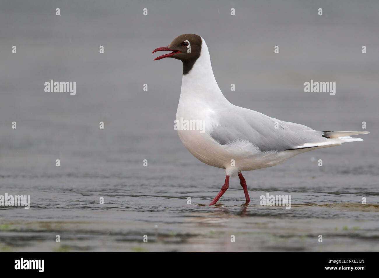 Marrone-incappucciati gabbiano (Chroicocephalus maculipennis) lungo la costa del Cile. Foto Stock