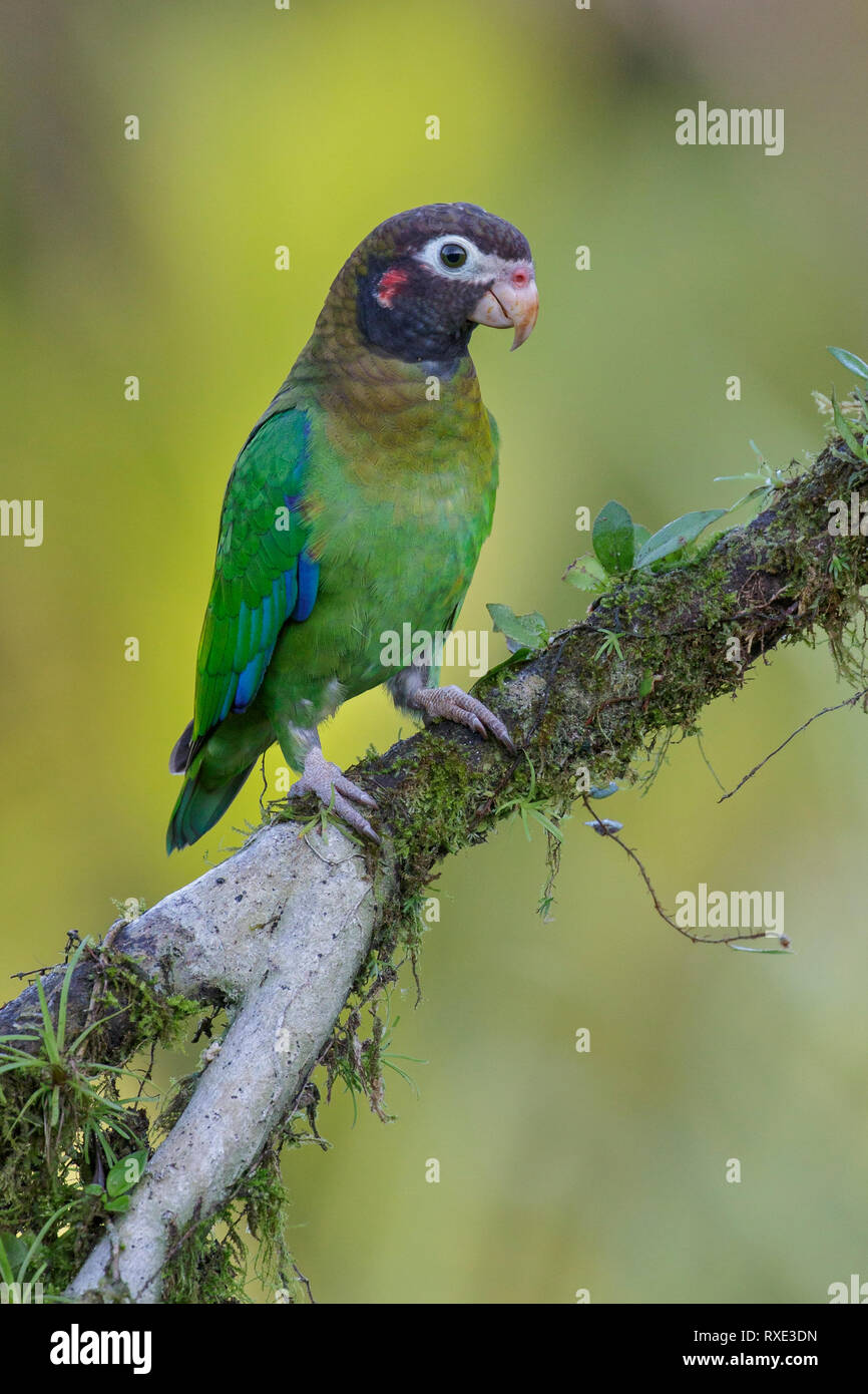 Marrone-incappucciati Parrot (Pyrilia haematotis) appollaiato su un ramo in Costa Rica. Foto Stock
