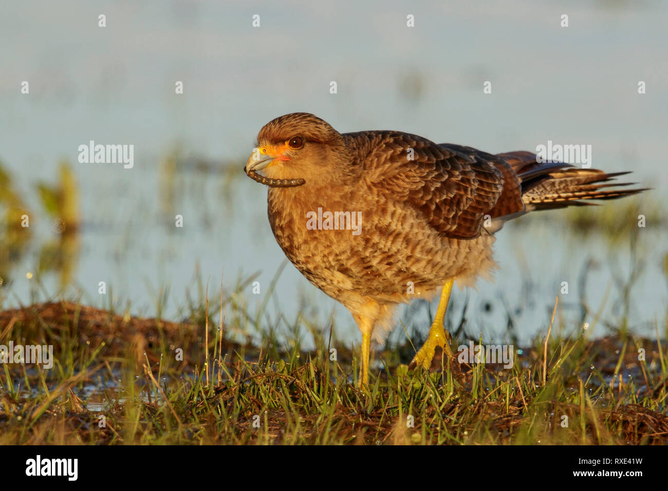 Chimango caracara, (Milvago chimango, appollaiato sul terreno in Cile. Foto Stock