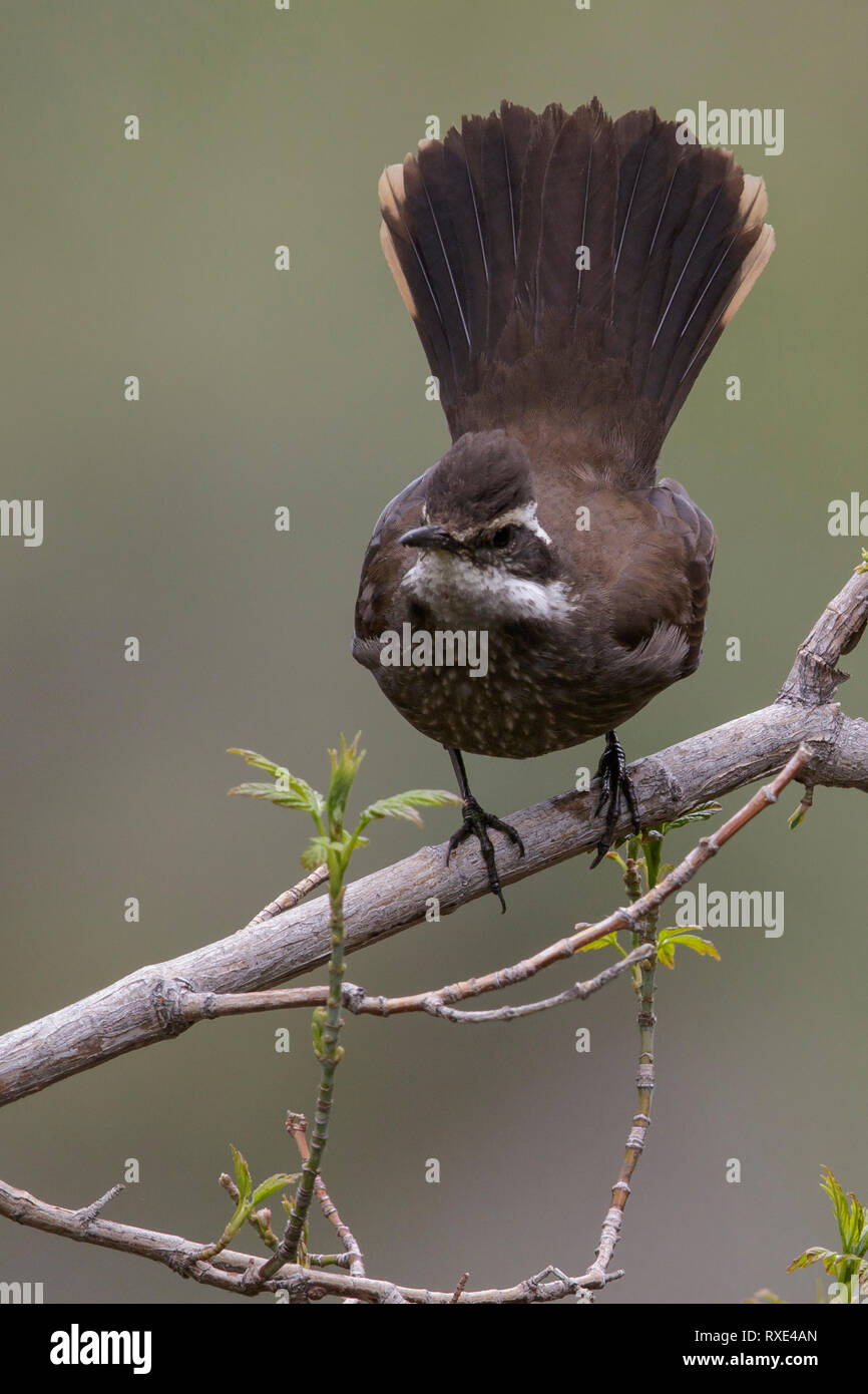 Dark-panciuto Cinclodes (Cinclodes patagonicus) appollaiato su un ramo in Cile. Foto Stock