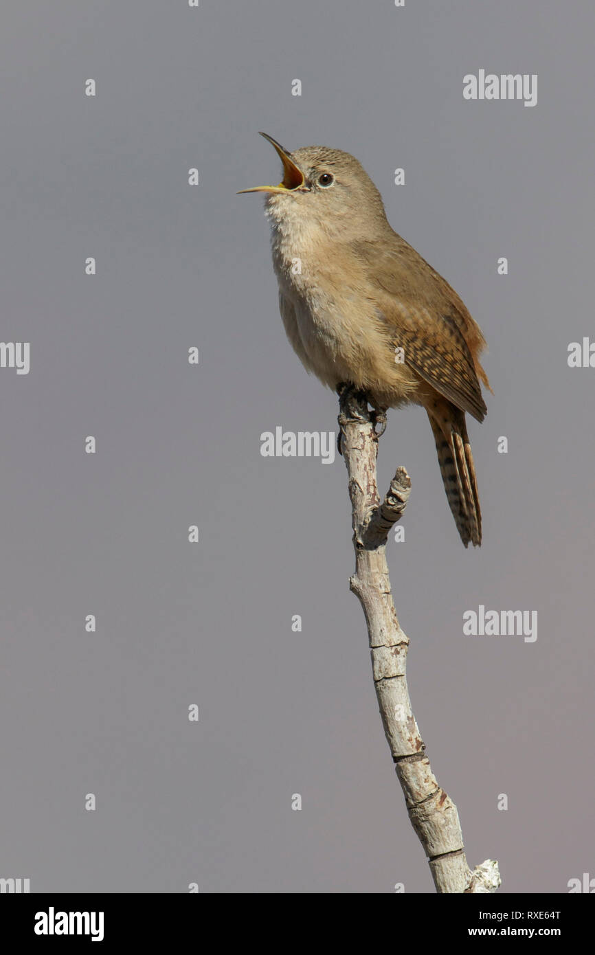 Casa Wren (Troglodytes aedon) appollaiato su un ramo in Cile. Foto Stock