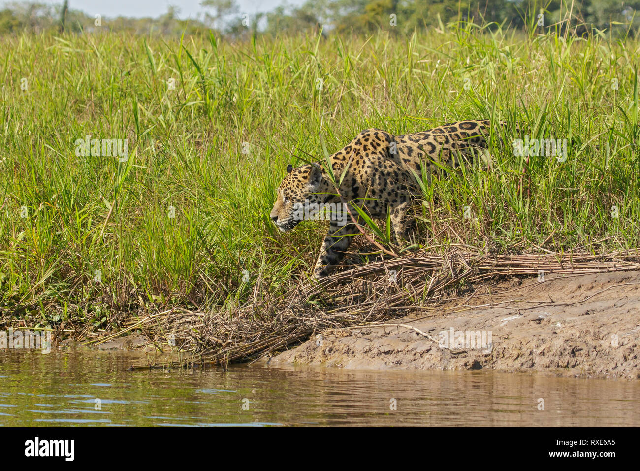 Una Jaguar nel Pantalal Regione del Brasile. Foto Stock