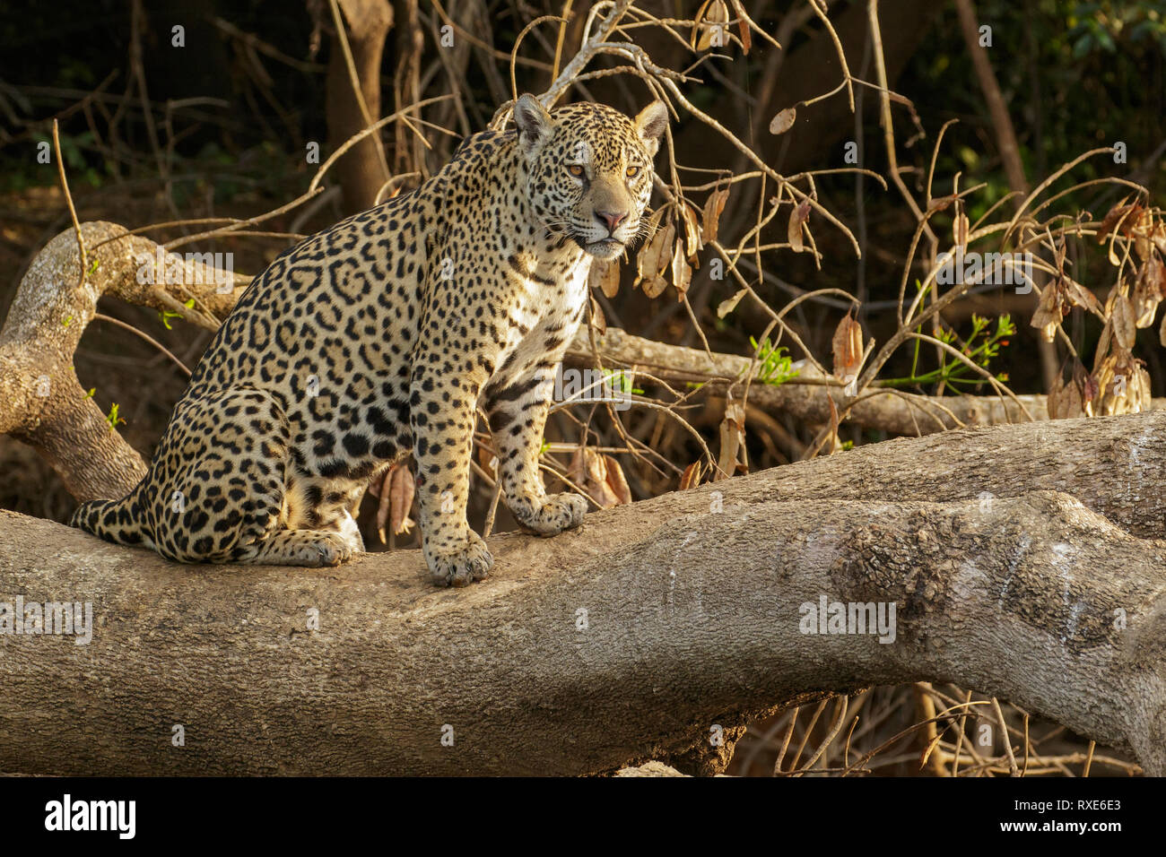 Una Jaguar nel Pantalal Regione del Brasile. Foto Stock