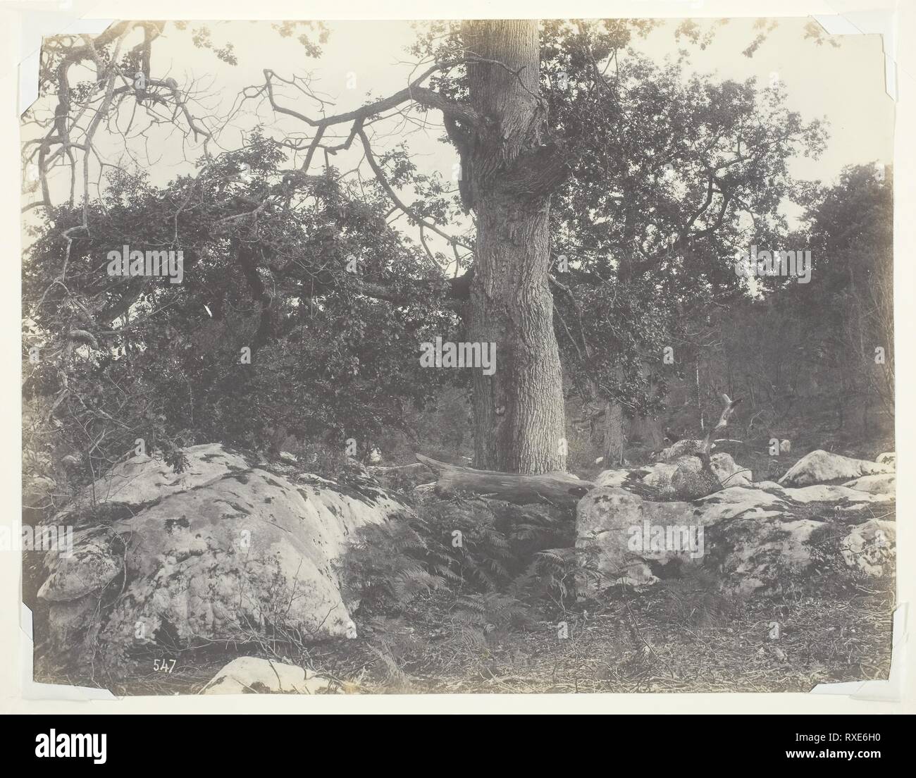 Forest e rocce e Fontainebleau. Achille Quinet; francese, 1831-1900. Data: 1860-1869. Dimensioni: 19,2 x 24,9 cm (l'immagine/carta). Carta salata stampa. Provenienza: Francia. Museo: Chicago Art Institute. Foto Stock