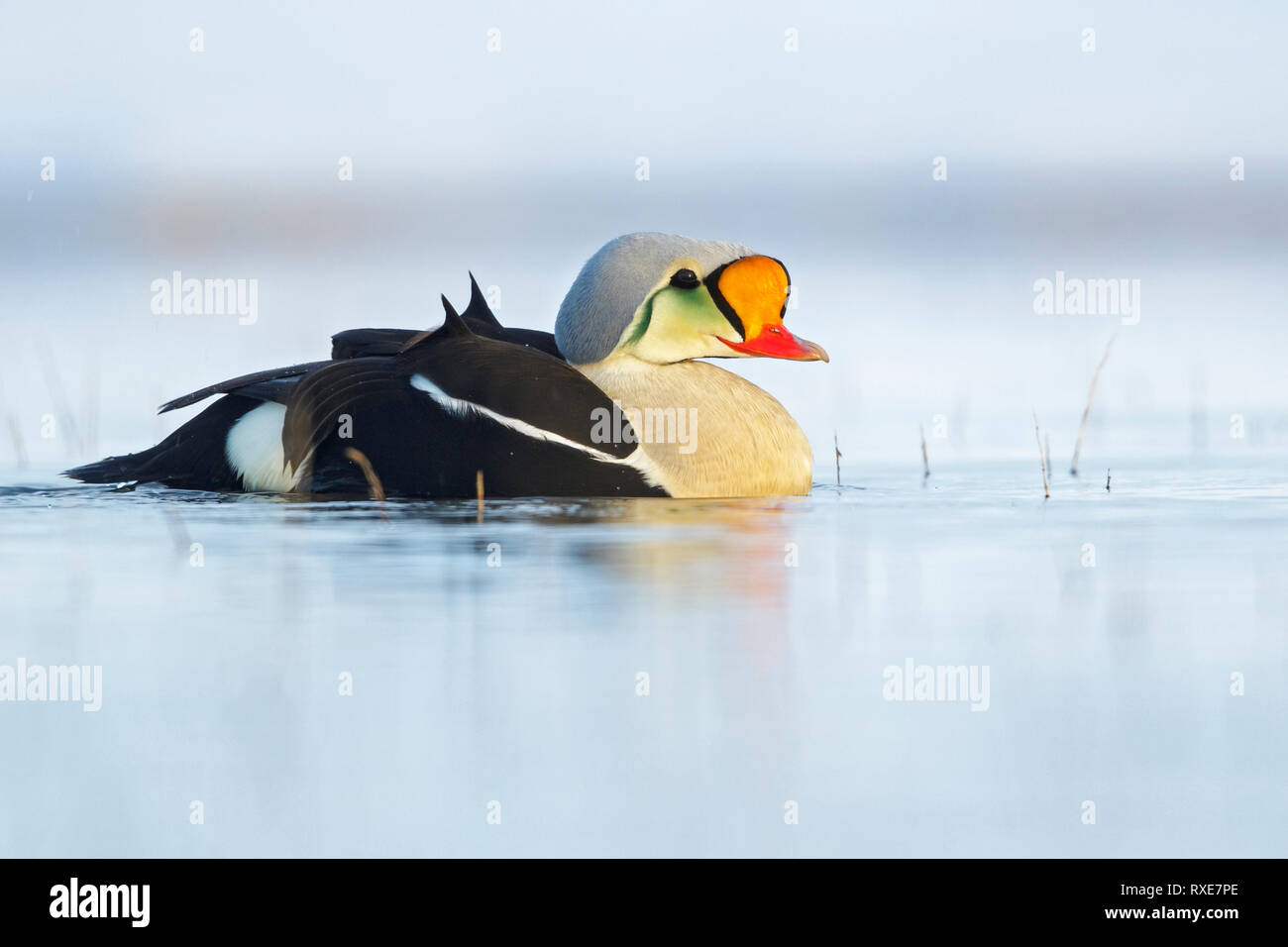 Re Eider (Somateria spectabilis) alimentazione su un piccolo stagno sulla tundra nel nord dell'Alaska. Foto Stock