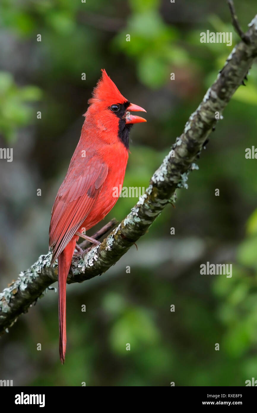 Il Cardinale settentrionale (Cardinalis cardinalis) appollaiato su un ramo nel sud-est della Ontario, Canada. Foto Stock