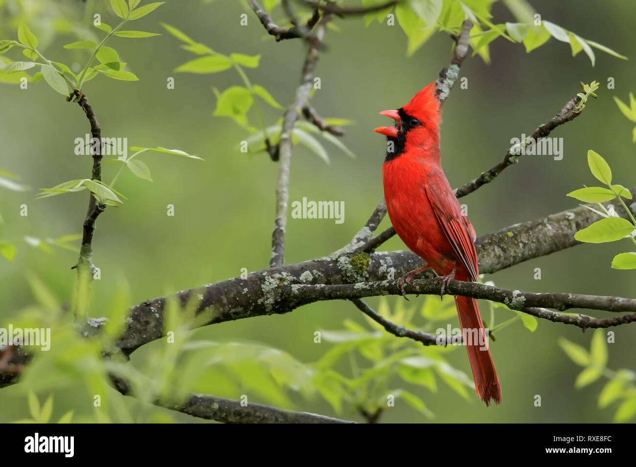 Il Cardinale settentrionale (Cardinalis cardinalis) appollaiato su un ramo nel sud-est della Ontario, Canada. Foto Stock